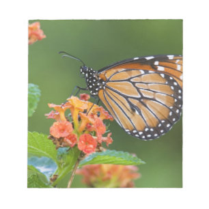 Soldier (Danaus eresimus) fjäril som äter Anteckningsblock
