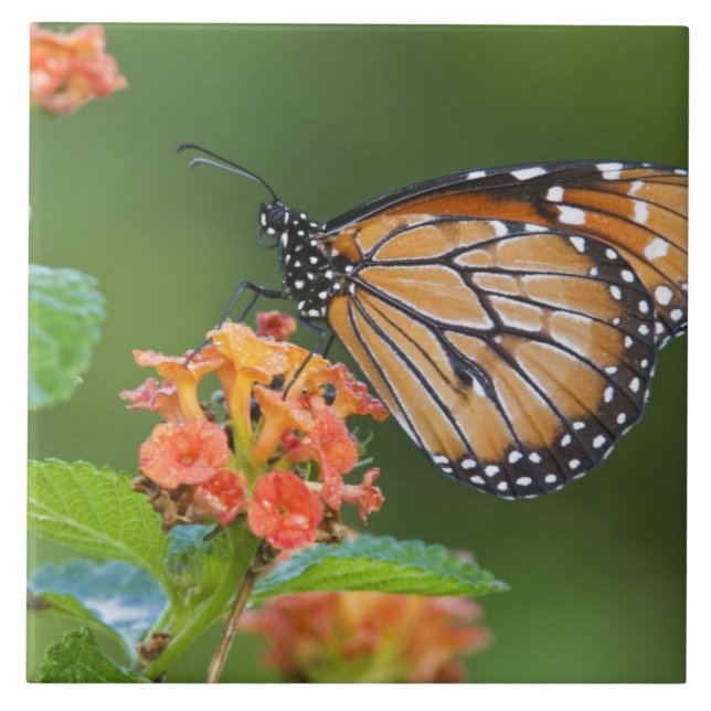 Soldier (Danaus eresimus) fjäril som äter Kakelplatta (Framsidan)