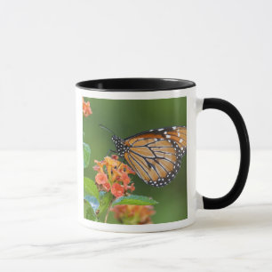 Soldier (Danaus eresimus) fjäril som äter Mugg