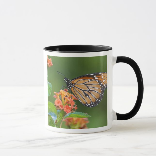 Soldier (Danaus eresimus) fjäril som äter Mugg (Höger)