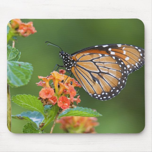 Soldier (Danaus eresimus) fjäril som äter Musmatta (Framsidan)