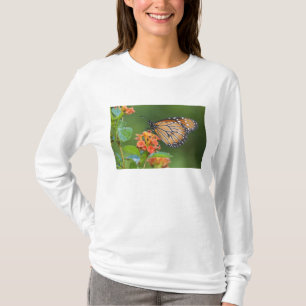 Soldier (Danaus eresimus) fjäril som äter Tee Shirt