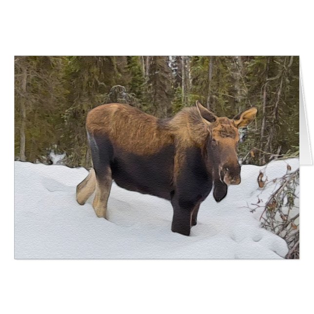 Soldotna Moose - 5 tum x 7-tums bildskärmskort Hälsningskort (Framsidan Horizontal)