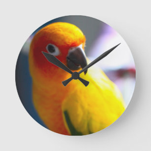 Solen Conure tar tid på Rund Klocka