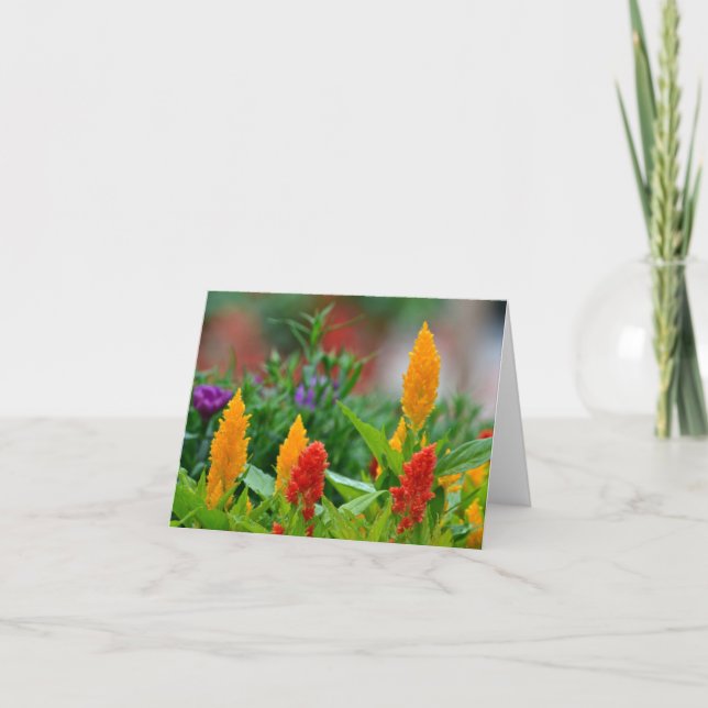 Solen färgar Notecard Kort (Framsida)