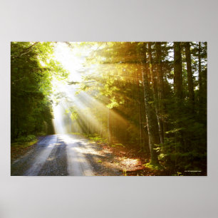 Solen strålar till och med skog i poster