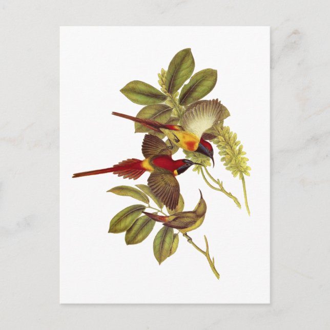 Solfågel Vykort (Framsida)