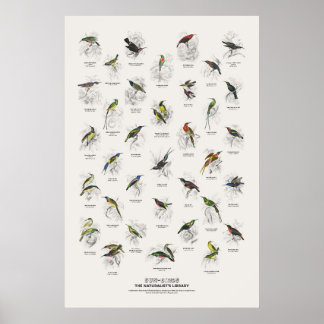 Solfåglar - Naturalist's Library Poster