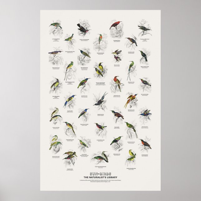 Solfåglar - Naturalist's Library Poster (Framsidan)