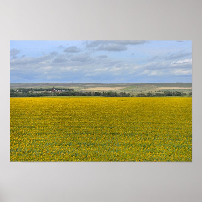 Solfält i South Dakota, målerisk Poster (Framsidan)