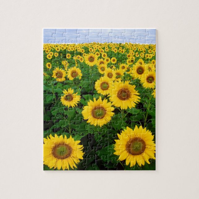 SOLFÄLTSFÄLT & BLÅ HIMMEL 8X10 PUSSEL (Vertikal)