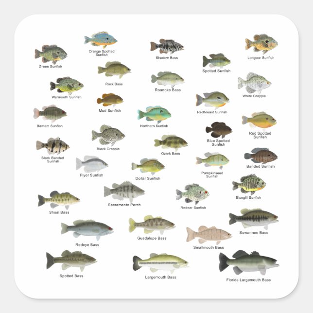 Solfiskfamiljgrupp Fyrkantigt Klistermärke (Framsida)