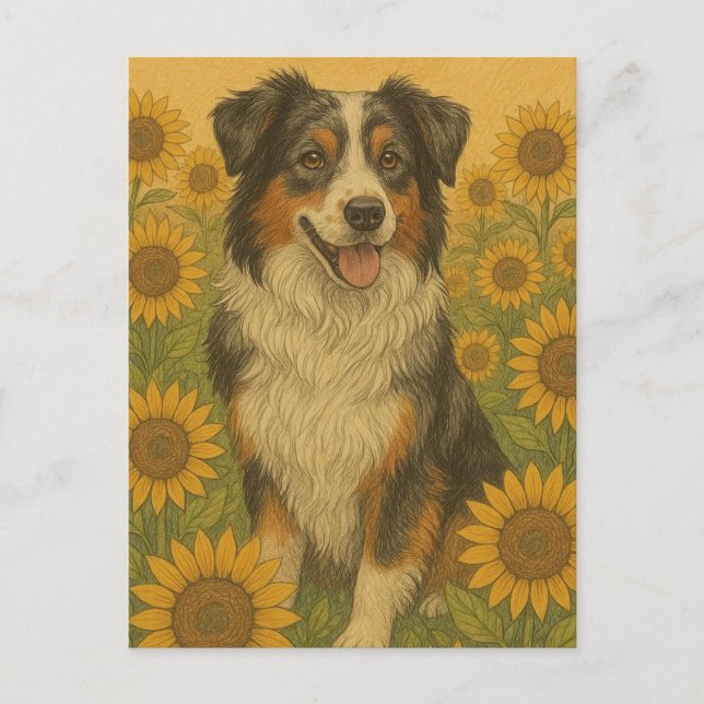 Solfjäder Australian Shepherd                      Vykort (Framsida)