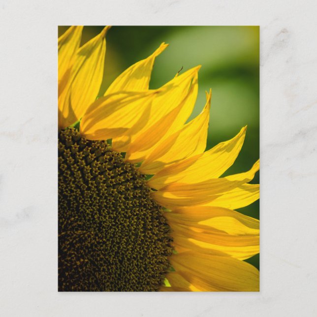 Solfjäder Postkort - Blommig Naturfotografi Vykort (Framsida)