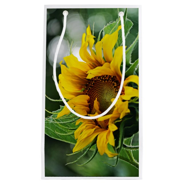 Solfjäderblomma (Framsidan)