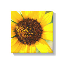 Solfjäderblomma