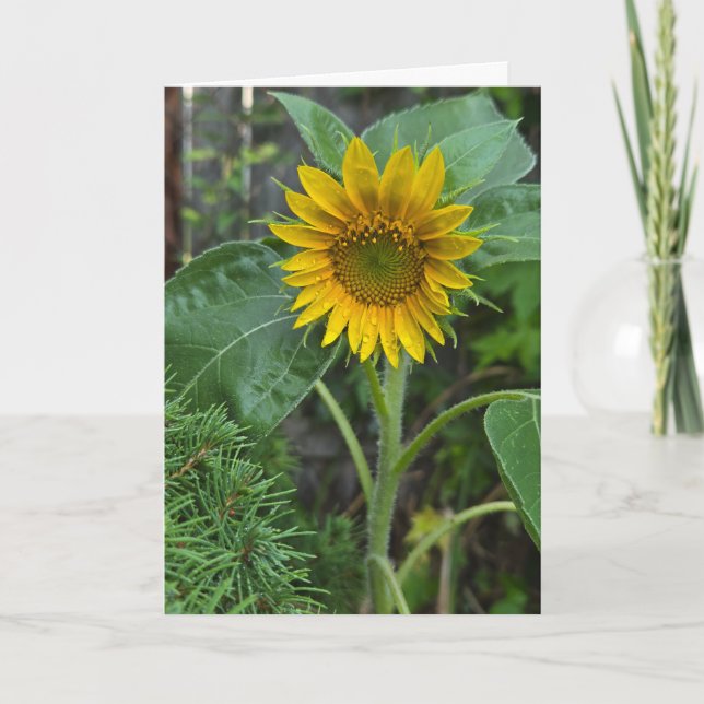 Solfjäderblomma Kort (Framsida)