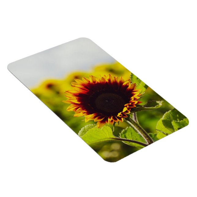 Solfjäderblomma Magnet (Högersidan)