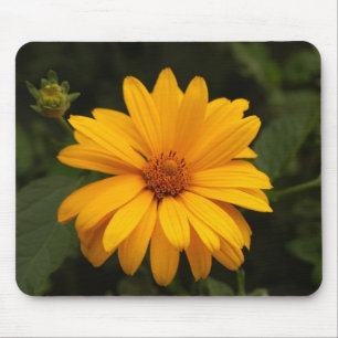 Solfjäderblomma Musmatta