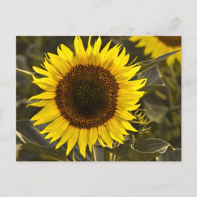 Solfjäderblomma på vykort i fält Fotograf (Framsida)