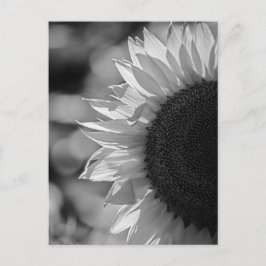Solfjäderblomma på vykort i fältet SV