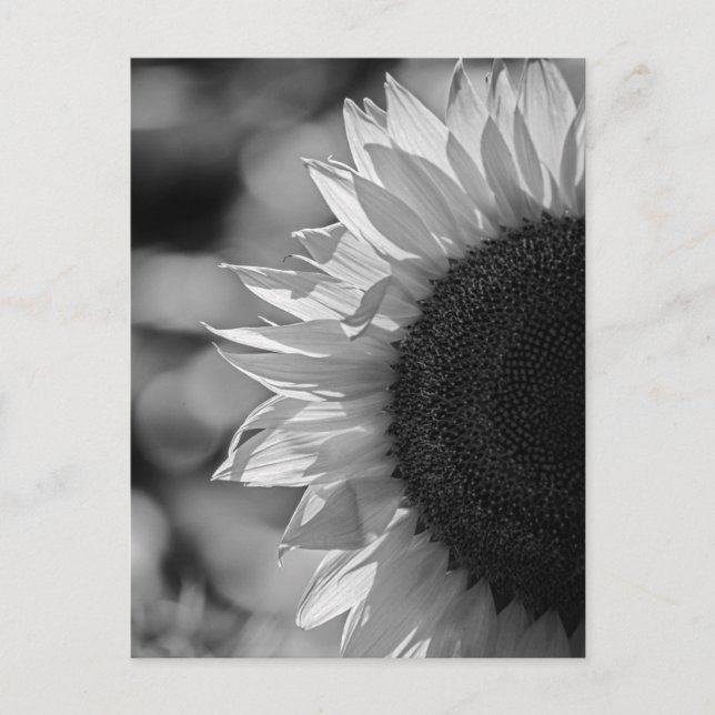 Solfjäderblomma på vykort i fältet SV (Framsida)