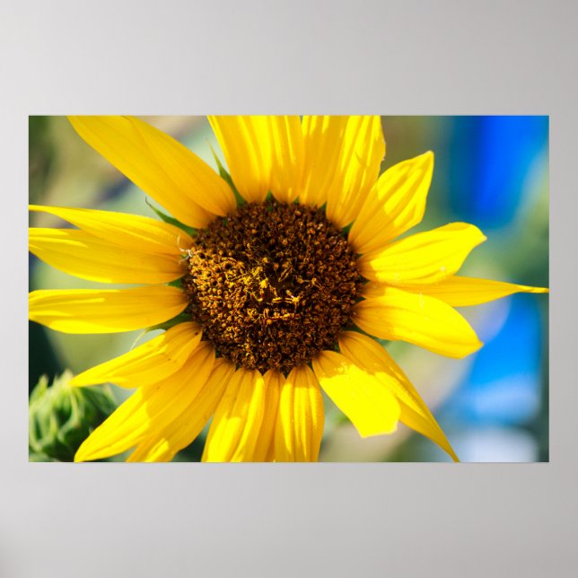 Solfjäderblomma Poster (Framsidan)