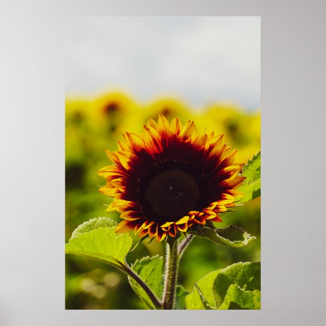 Solfjäderblomma Poster (Framsidan)