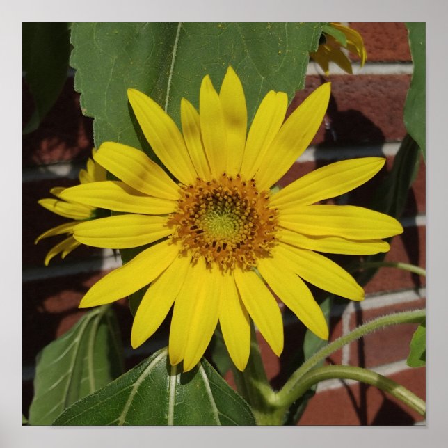 Solfjäderblomma Poster (Framsidan)
