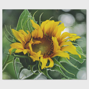 Solfjäderblomma Presentpapper