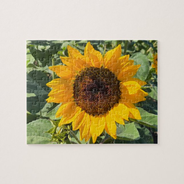 Solfjäderblomma Pussel (Horisontell)