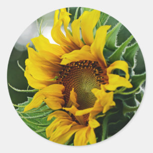 Solfjäderblomma Runt Klistermärke
