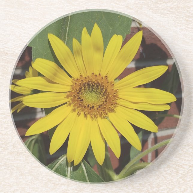 Solfjäderblomma Underlägg (Framsidan)