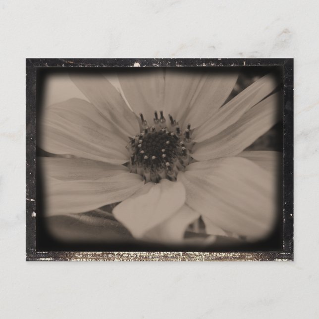 Solfjäderblomma Vintage-utseende Vykort (Framsida)