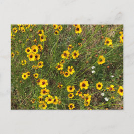 Solfjäderblomma Vykort
