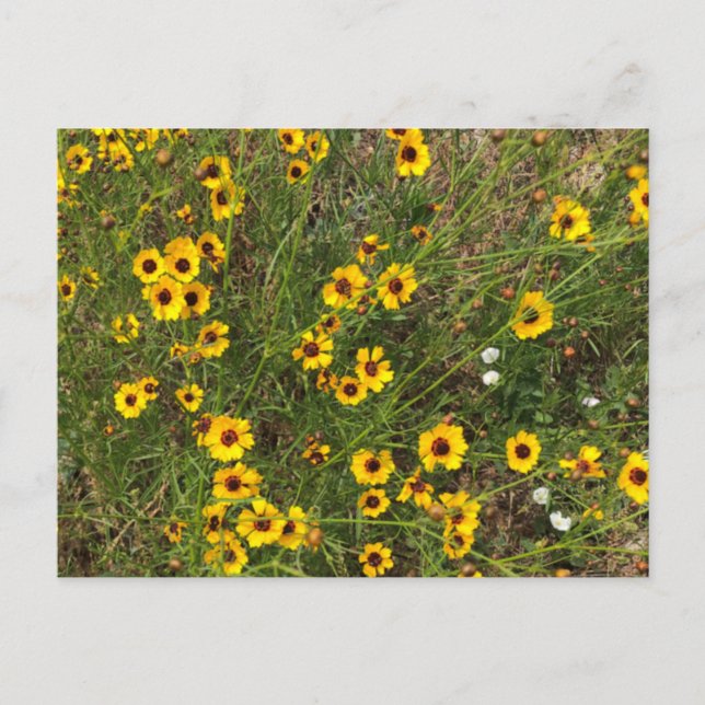 Solfjäderblomma Vykort (Framsida)