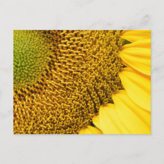 Solfjäderblomma Vykort