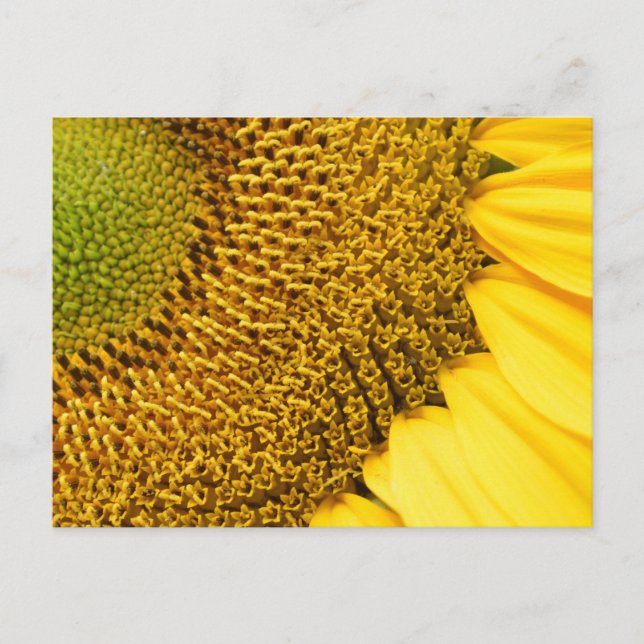 Solfjäderblomma Vykort (Framsida)