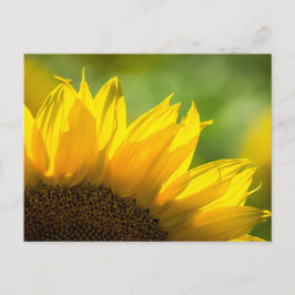 Solfjädersolros - Blommig Naturfotografi Vykort