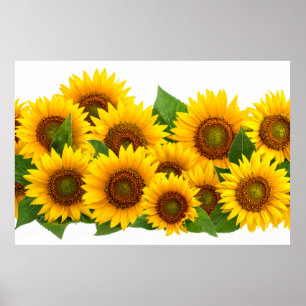 Solfjälkar Poster