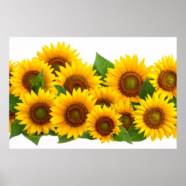 Solfjälkar Poster (Framsidan)