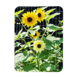 Solfjällar Magnet