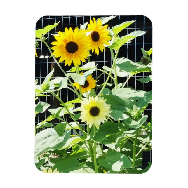 Solfjällar Magnet (Vertikal)