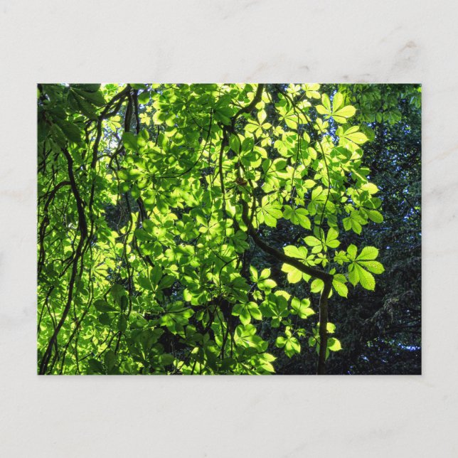 Solfläckiga blad från hästkastanj postkort vykort (Framsida)