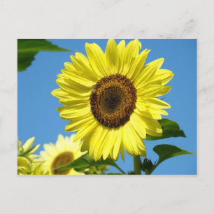 SOLFLODES POSTKORT Sommarblommor Vykort
