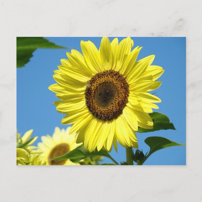 SOLFLODES POSTKORT Sommarblommor Vykort (Framsida)