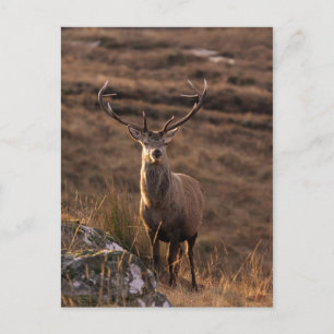 Solid Red Stag-vykort Vykort