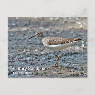 Solid Sandpiper-vykort Vykort