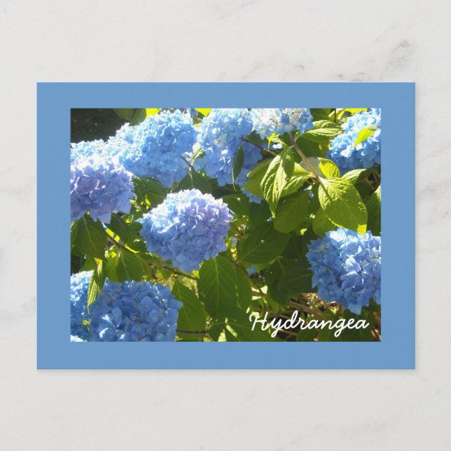 Solig Blå Hortensia Vykort (Framsida)