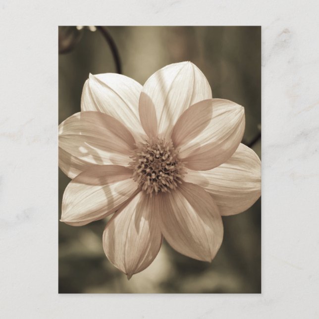 Solig Dahlia Vykort (Framsida)